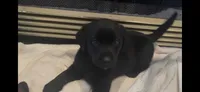 Blue, a  Labrador Retriever for sale in Cleveland, TN – 3 of 3