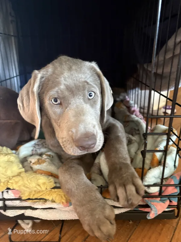 Daphne  – Labrador Retriever puppy for sale in Cleveland, TN