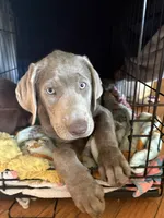 Daphne , a female Labrador Retriever for sale in Cleveland, TN – 1 of 3