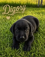 Digory, a male Labrador Retriever for sale in Cleveland, TN – 1 of 1