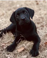 Puppy, a  Labrador Retriever for sale in Cleveland, TN – 5 of 8