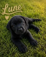 Lune, a male Labrador Retriever for sale in Cleveland, TN – 1 of 1