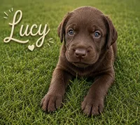 Lucy, a female Labrador Retriever for sale in Cleveland, TN – 1 of 1