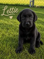 Lettie, a female Labrador Retriever for sale in Cleveland, TN – 1 of 1