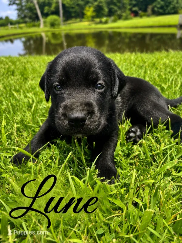 Lune – Labrador Retriever puppy for sale in Cleveland, TN