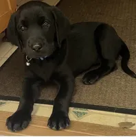Puppy, a  Labrador Retriever for sale in Cleveland, TN – 3 of 8