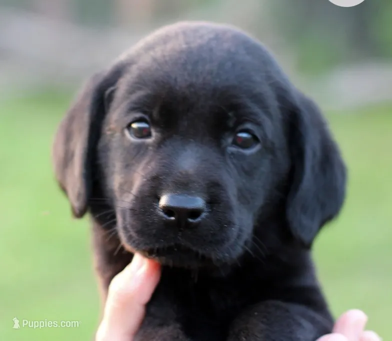 Blue – Labrador Retriever puppy for sale in Cleveland, TN