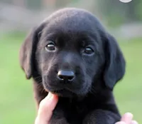Blue, a  Labrador Retriever for sale in Cleveland, TN – 1 of 3