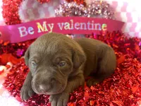 Puppy, a  Labrador Retriever for sale in Cleveland, TN – 8 of 8