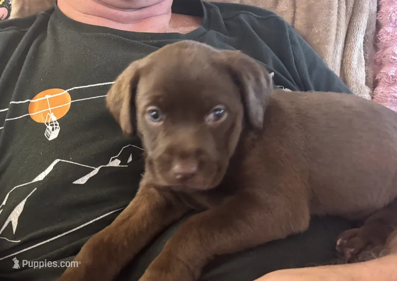 Puppy – Labrador Retriever puppy for sale in Cleveland, TN