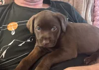 Puppy, a  Labrador Retriever for sale in Cleveland, TN – 1 of 8