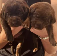 Puppy, a  Labrador Retriever for sale in Cleveland, TN – 7 of 8