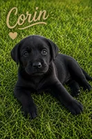 Corin, a male Labrador Retriever for sale in Cleveland, TN – 1 of 1