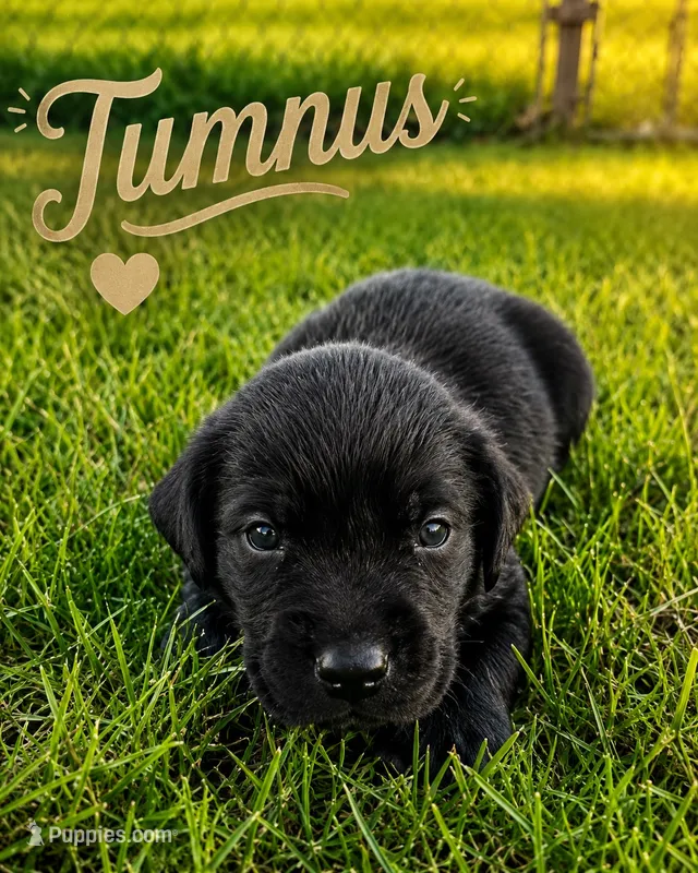 Tumnus – Labrador Retriever puppy for sale in Cleveland, TN