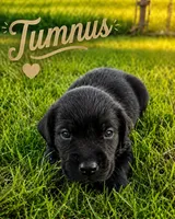 Tumnus, a male Labrador Retriever for sale in Cleveland, TN – 1 of 1