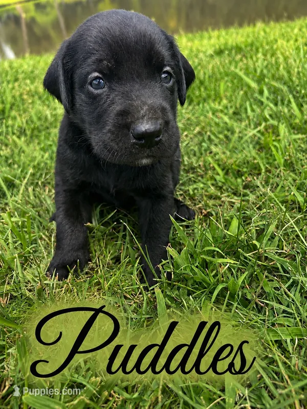Puddles  – Labrador Retriever puppy for sale in Cleveland, TN