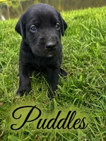 Puddles , a male Labrador Retriever for sale in Cleveland, TN – 1 of 2
