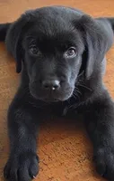 Puppy, a  Labrador Retriever for sale in Cleveland, TN – 6 of 8