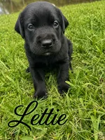 Lettie , a female Labrador Retriever for sale in Cleveland, TN – 1 of 4