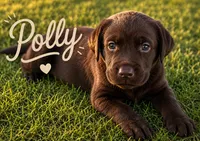 Polly, a female Labrador Retriever for sale in Cleveland, TN – 1 of 1