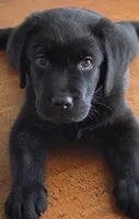 Blue, a  Labrador Retriever for sale in Cleveland, TN – 2 of 3
