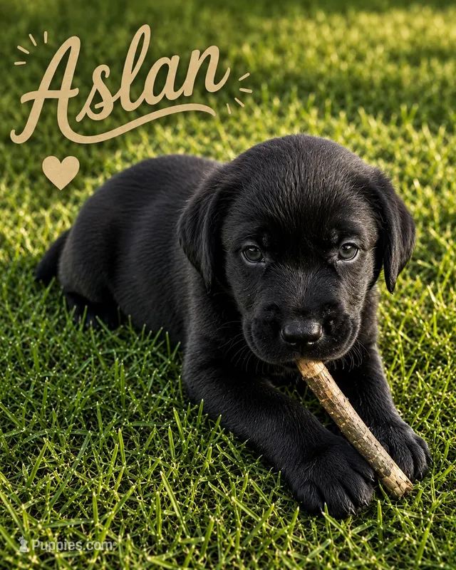 Aslan  – Labrador Retriever puppy for sale in Cleveland, TN