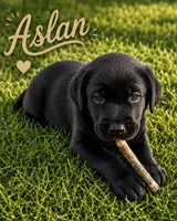 Aslan , a male Labrador Retriever for sale in Cleveland, TN – 1 of 1