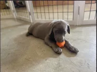 Daphne , a female Labrador Retriever for sale in Cleveland, TN – 2 of 3