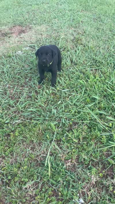 Lettie , a female Labrador Retriever for sale in Cleveland, TN – 4 of 4
