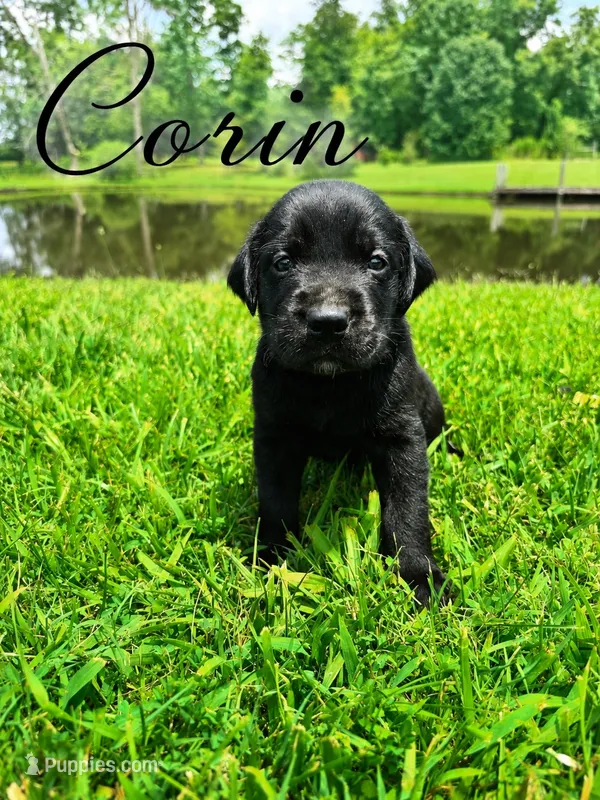 Corin – Labrador Retriever puppy for sale in Cleveland, TN