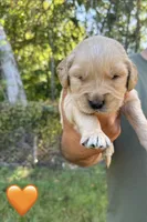 Orange, a male Golden Retriever for sale in Long Beach, MS – 2 of 5