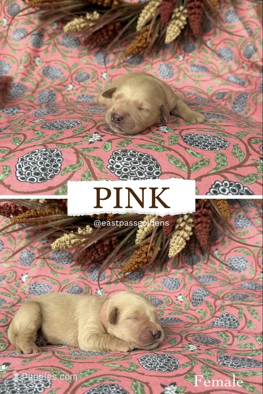 Pink – Golden Retriever puppy for sale in Long Beach, MS