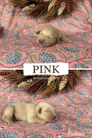 Pink, a female Golden Retriever for sale in Long Beach, MS – 1 of 1