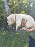 Red, a male Golden Retriever for sale in Long Beach, MS – 5 of 7