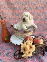 Yellow, a male Golden Retriever for sale in Fort Smith, AR – 2 of 4