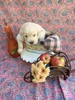 Yellow, a male Golden Retriever for sale in Long Beach, MS – 5 of 6