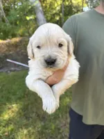 Yellow, a male Golden Retriever for sale in Long Beach, MS – 6 of 6