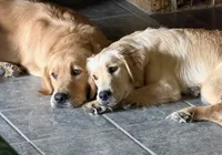 Purple , a female Golden Retriever for sale in Long Beach, MS – 4 of 5