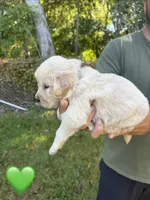 Green, a male Golden Retriever for sale in Long Beach, MS – 2 of 5