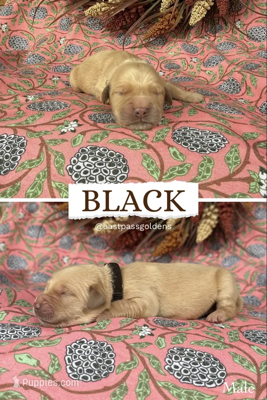Black – Golden Retriever puppy for sale in Long Beach, MS