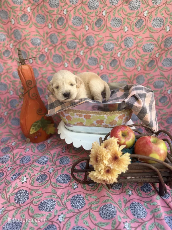 Purple , a female Golden Retriever for sale in Long Beach, MS – 1 of 5