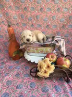 Purple , a female Golden Retriever for sale in Long Beach, MS – 1 of 5