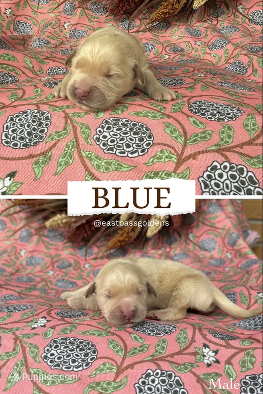 Blue – Golden Retriever puppy for sale in Long Beach, MS