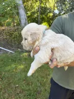 Blue, a male Golden Retriever for sale in Long Beach, MS – 2 of 4