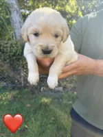 Red, a male Golden Retriever for sale in Long Beach, MS – 1 of 7