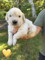 Yellow, a male Golden Retriever for sale in Long Beach, MS – 1 of 6