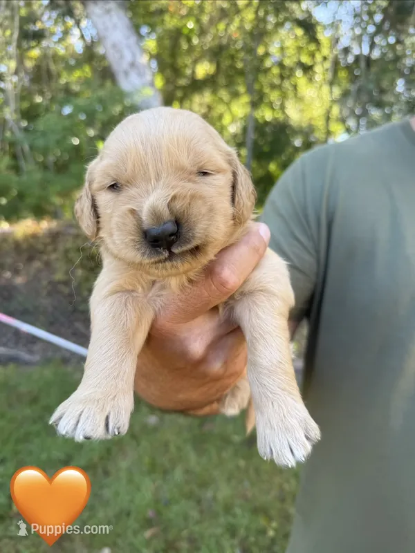 Orange – Golden Retriever puppy for sale in Long Beach, MS