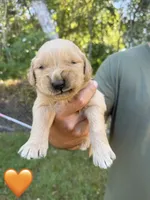 Orange, a male Golden Retriever for sale in Long Beach, MS – 1 of 5