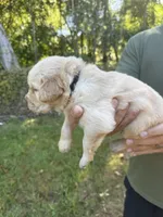 Black, a male Golden Retriever for sale in Long Beach, MS – 4 of 5