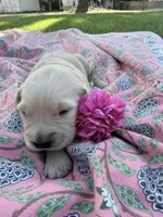 Red, a male Golden Retriever for sale in Long Beach, MS – 4 of 7